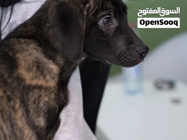 بريسا كناريو .انثى بسعر مغرررري جدا مع جميع المطاعيم