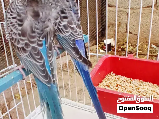 كوبيه بلاك فيس