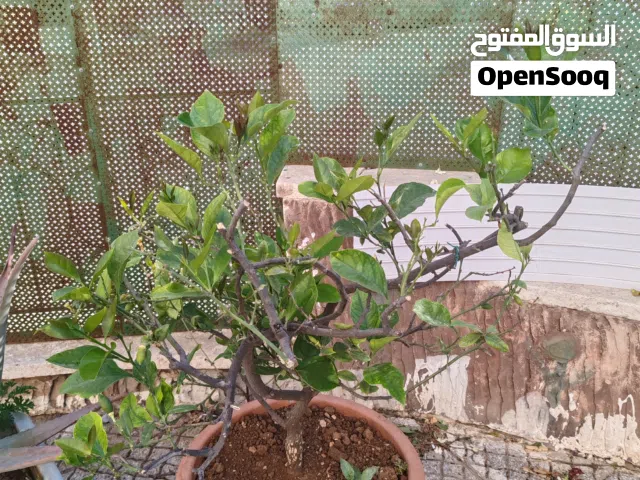 شجرة ليمون عدد 2 شجرة رمان 1 أولفيرا 1