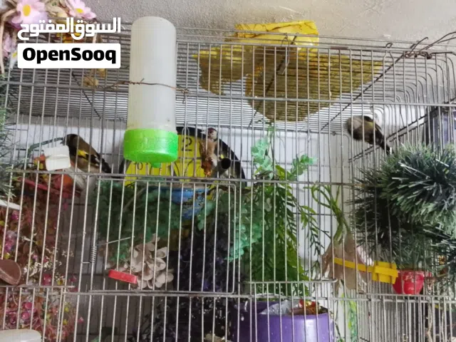 حسون عداد3