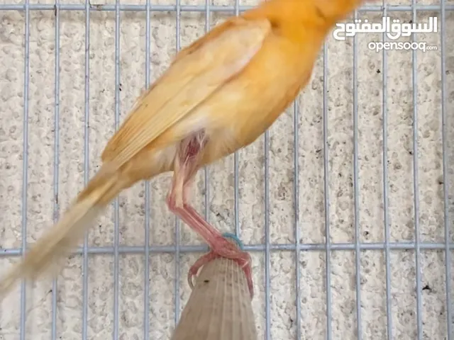 كنار وجنه وحب شوف الوصف