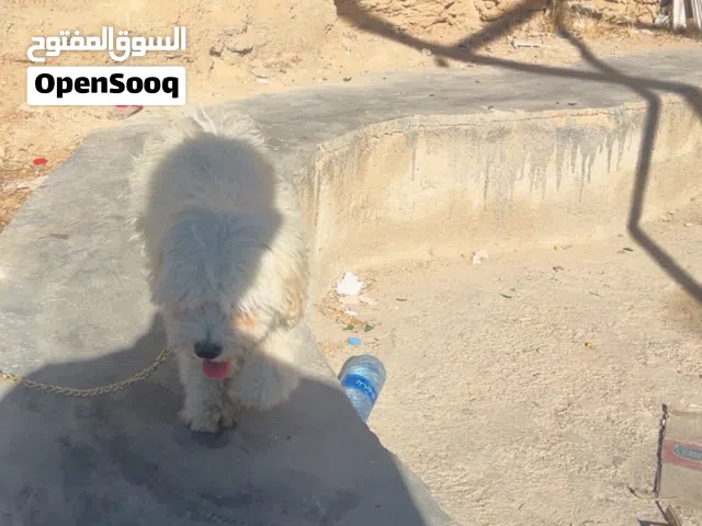 كلب زينة (مالتيز / بيشون) كيوووت ولعوب جداً للبيع