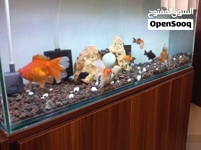 حوض سمك مع طاوله جديد