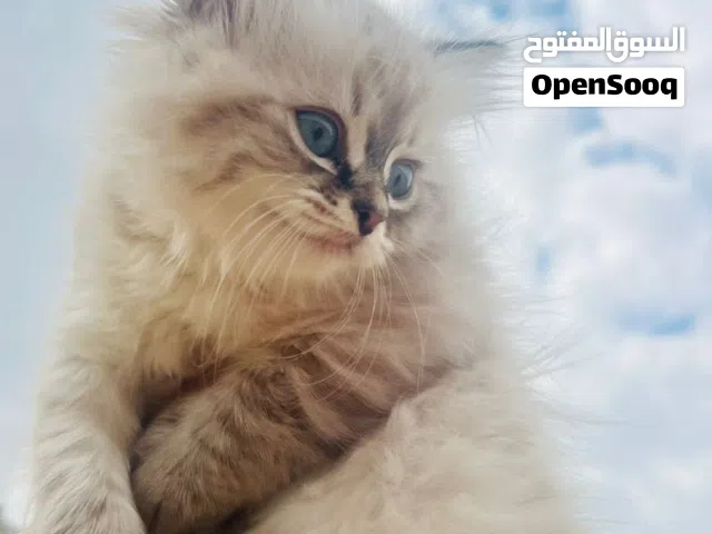 قطط سكوتش  مكس بعمر الشهرين