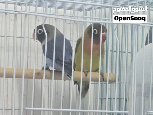 كوكتيل+فيشر