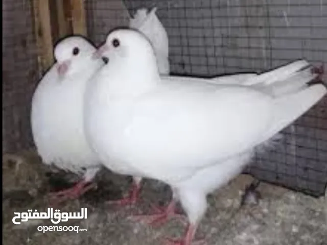 حمام مزرعنا تغذيا تقيله وجوده اصليه من المزراع لى للطبق حمام تسمين مضمون