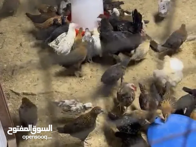 للبيع فروخ دجاج عربي مشكل مطعمين