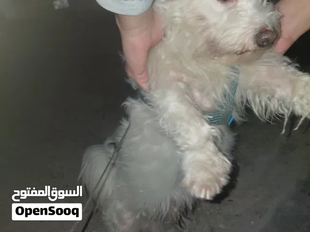 للبيع بسعر مغري  كلاب لعوبه واليفه  كلب عمرو سنتين وكلب تقريبا شهرين من انتاجو  للبيع لعدم تفرغ