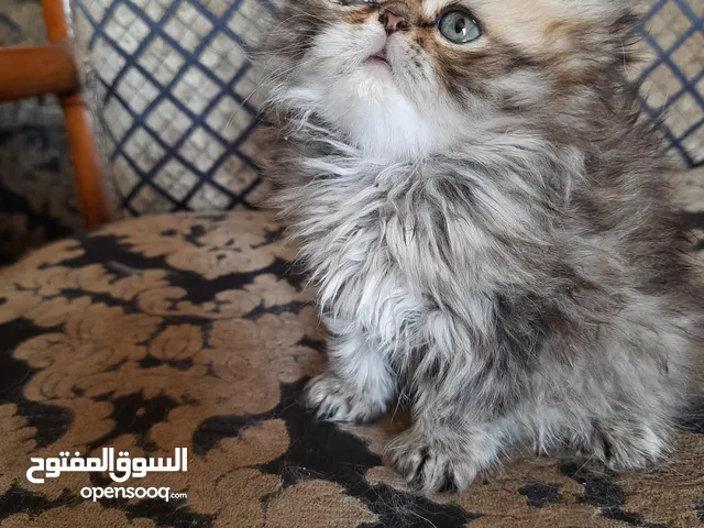 قطه بيكي فيس 3 شهور مستوي عالي