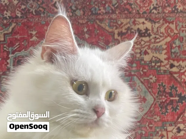 زوج قطط شيرازي لطيفين جدًا (أخوة) + جميع الأغراض  فرصة مميز(إقراء الوصف) وحط سعرك وشل!!!