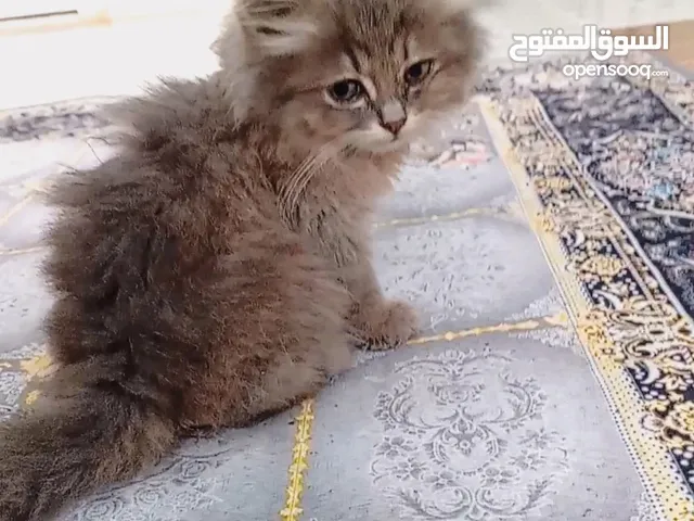 قط شيرازي للبيع 20 ريال مع أغراضه