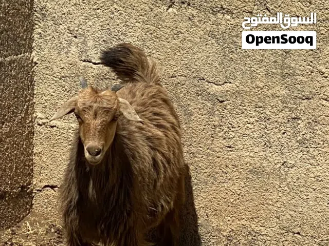 صخله للبيع فول سمنه الي يبي لحم هنا