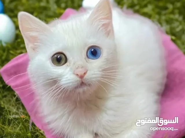 قطة بيضاء جميلة كل عين لون لعوبة جدا