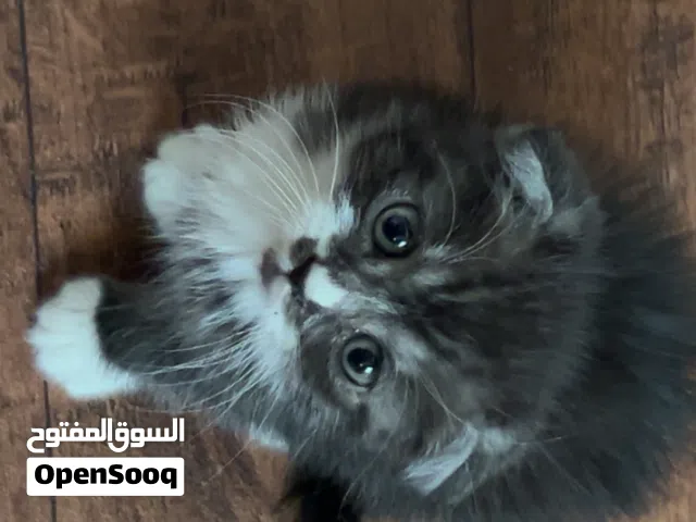 قط سكوش فولد
