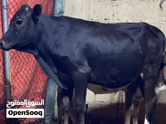 عجل تارس لحم فول سمنه