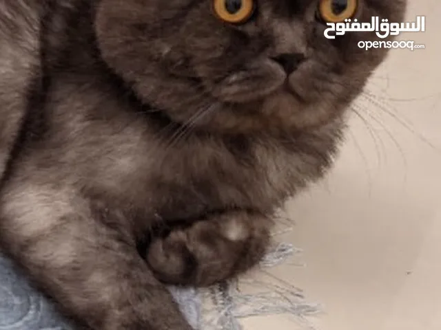 قط ذكر للتزاوج ، male cat for mating