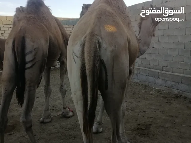 قعدان اضاحي