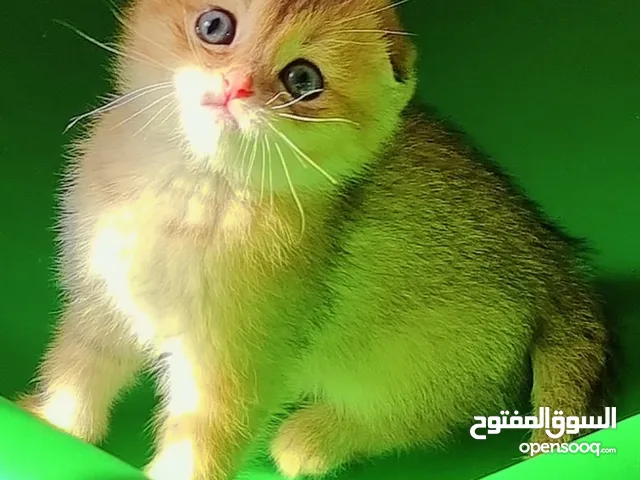 كتن جولدن دبل فولد بريتش سلفر شيدد اعمارهم 50يوم صحه ونضافه