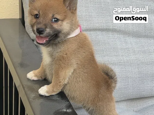 شيبا إينو SHIBA INU