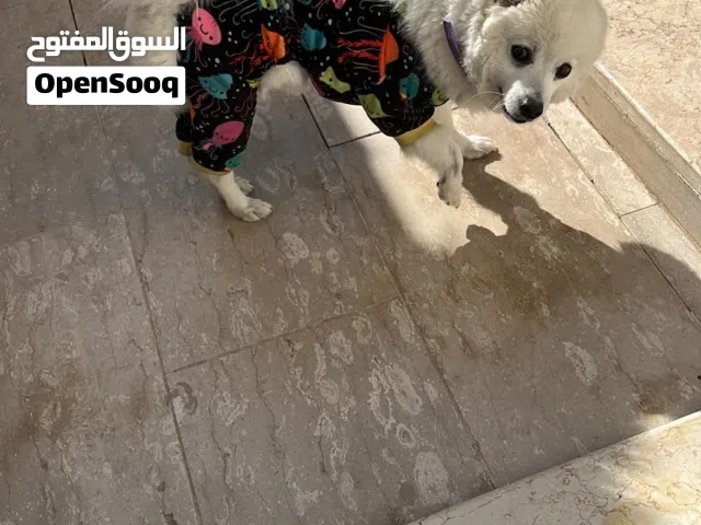 Japanese spitz سبيتس ياباني انثى