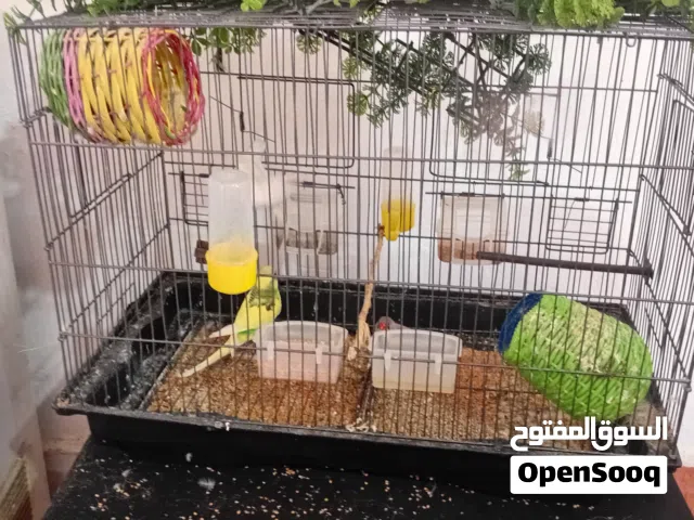 زوز كوبيات زيبرا للبيع زوز بيض وزوز رصاصيات البقالينو مش للبيع