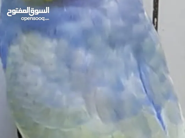 للبيع بادجي رينبو و تركيبات شغال و شبابات