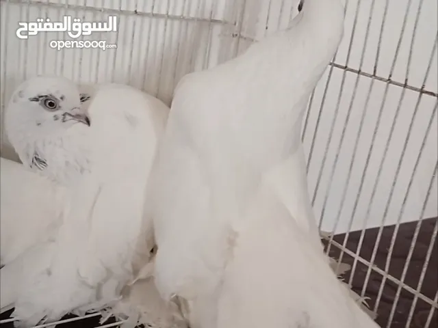 ثلاثه أنتي كرنك