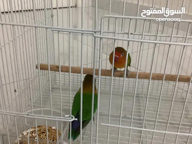 بغبغاء طائر الفيشر