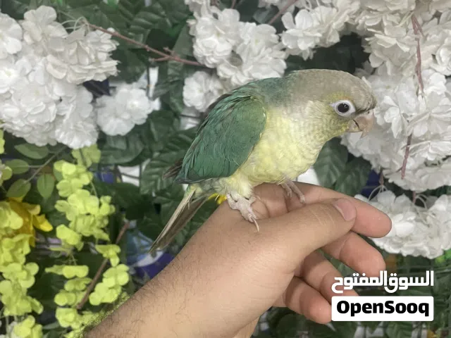 كنيور بصحه جيده لون نادر