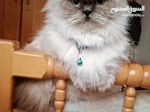 مطلوب قطه للتبني في ضاحية الأمير حسن