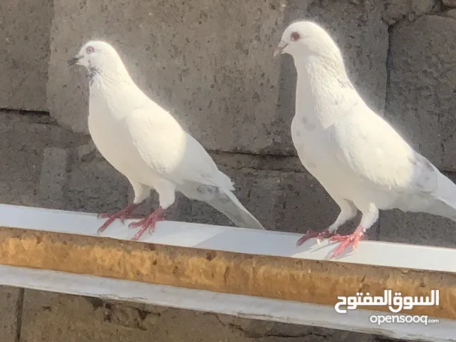 مطلوب حمام لوت من ابو الخصيب الي عنده يجيلي