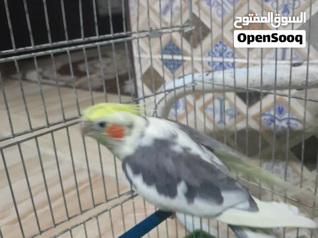 فحل كوكتيل ابو فراخ
