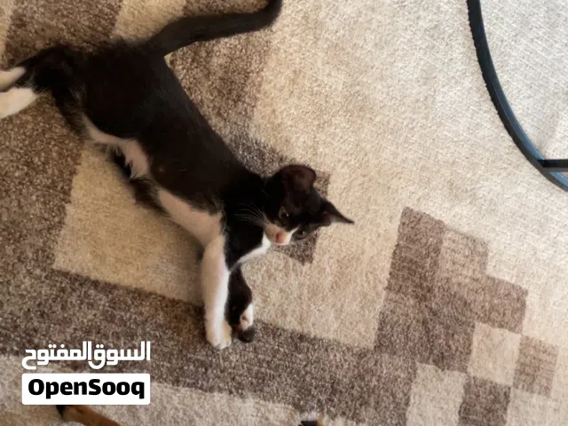 قطط 3 اشهر