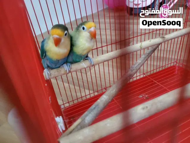 فرصة لمحبي طيور الزينة، زوج فيشر مع القفص بسعر مناسب ومغرٍر