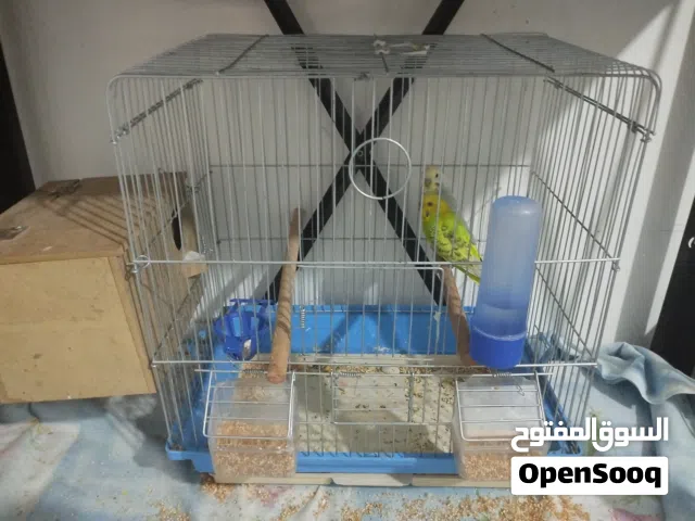 زوج حب مع قفص  وعش