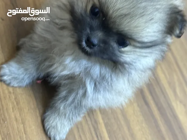 بوميران مني للبيع تبزير عراقي منظمونات بالانتاج