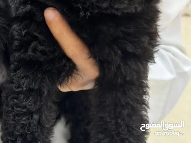 Toy poodle female 3 month high quality mother & father imported from china dark chocolate color