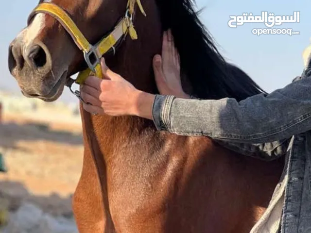 حصان دم عربي ساغ سلم