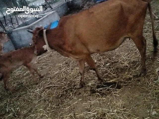 ثلاث أبقار للبيع بسعر مغري