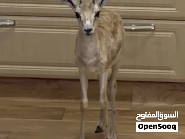 بيع غزال عمره اربع شهور نوعه ريم