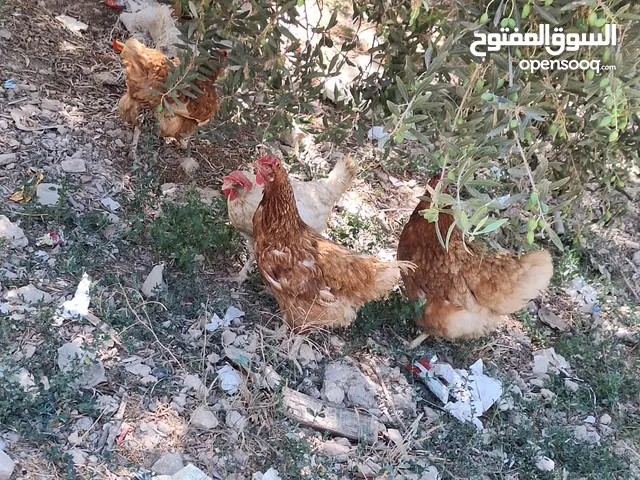دجاج بياض للبيع