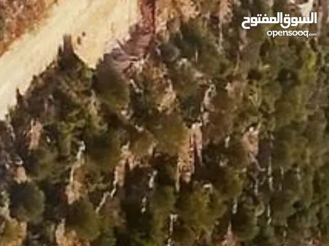 ارض للبيع في قراوة بني زيد