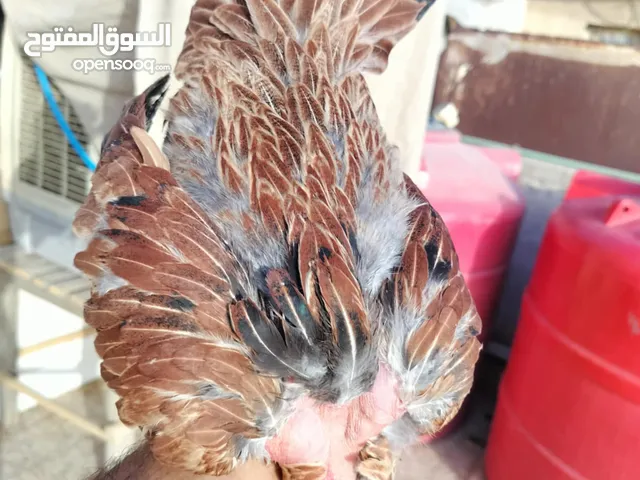 دجاج عرب مهات ركيبه