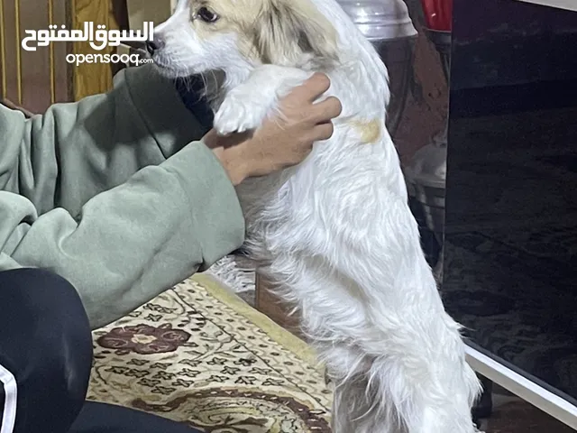 كلب جينة سعرة 50,000 الف دينار مناسب