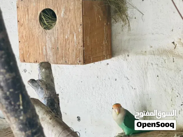 يوجد 2كوبيات بركديلو  مضمونات امساونات للكوبيا 220