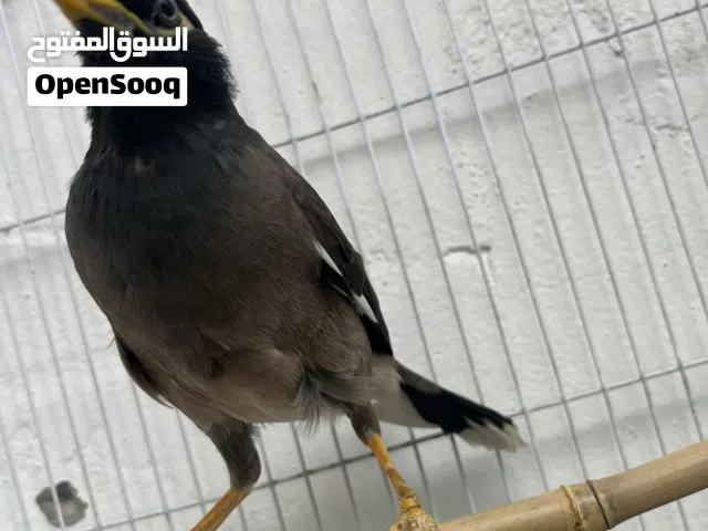 مينا اليفه متكلمه شوف الوصف