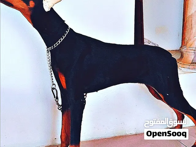 أناثي دوبرمان Female Doberman