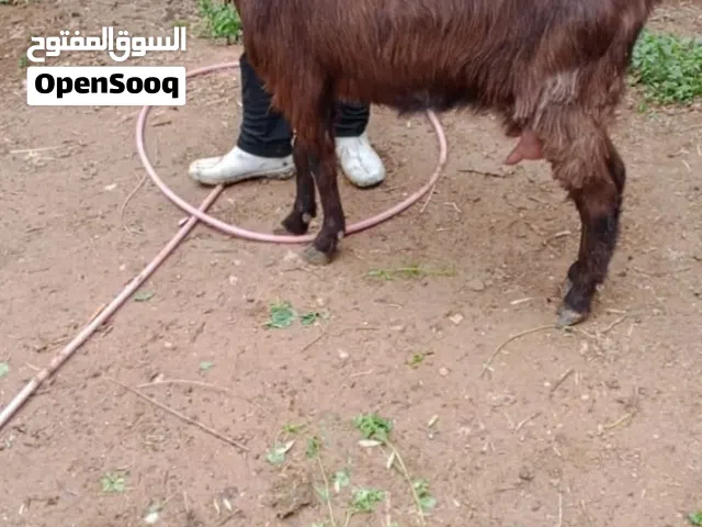 بسم الله ماشاء الله يوجد عنزين شاميات لجبات حليب