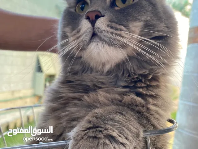 قطه شانشيلا للبيع