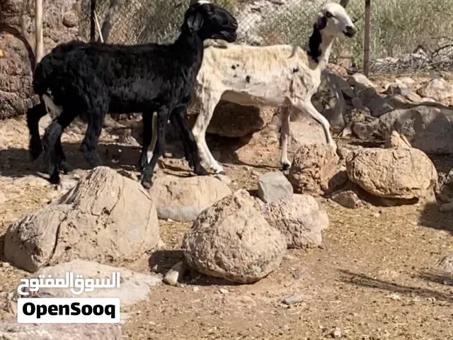 جعد عشار للبيع
